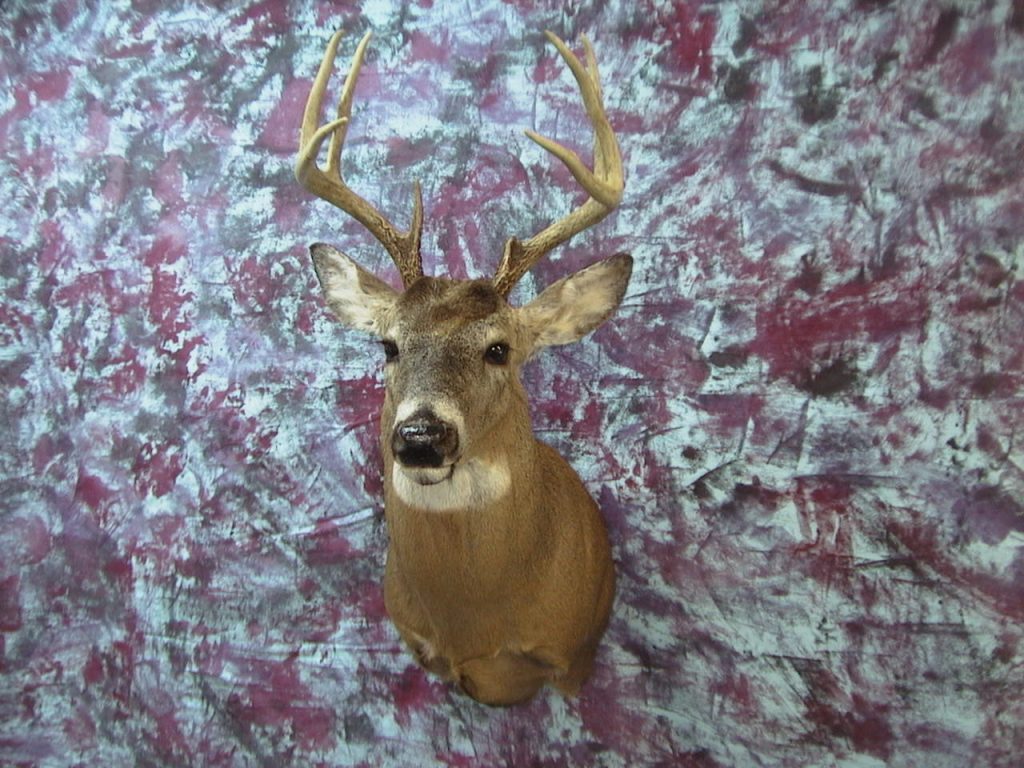 county mounty taxidermy